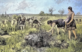 Rice harvest in the area of Monfalcone and Aquileja, the former coastal area of Austria, today