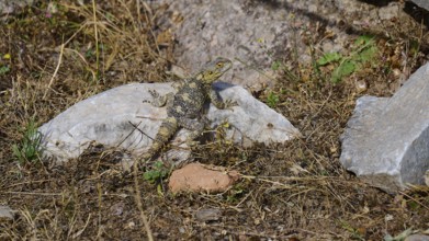 Lizard on a rock in a dry, overgrown environment, Asklipion, Asklepieion, healing temple, temple,