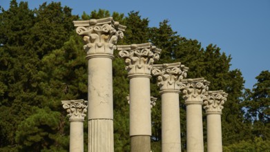 Ancient columns with ornate capitals against a backdrop of trees and clear sky, Temple of Apollo,