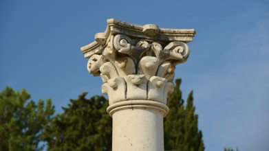 Detailed capital of a column in front of a bright blue sky and trees, Temple of Apollo, Corinthian