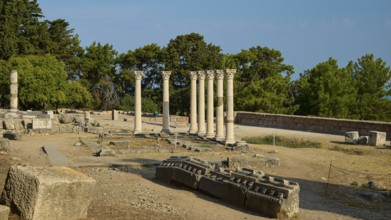Ancient ruins with columns surrounded by lush trees in the sunshine, Temple of Apollo, Corinthian