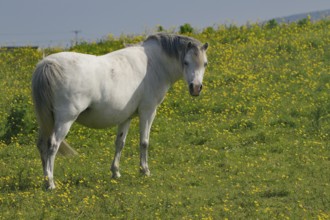 White horse on blooming meadow with yellow flowers in sunny weather, Curiosity, Benbecula,