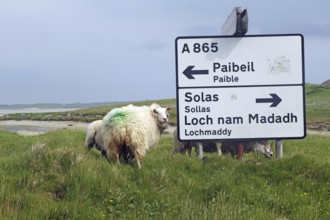 Sheep standing next to a road sign in a green meadow under a grey sky, North Uist, Hebrides,