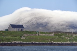 House on green meadow with sheep in front of misty hills on the coast, Benbecula, Hebrides,