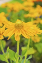 Macro shot of a bright yellow flower with detailed petals and green in the background, Merano,