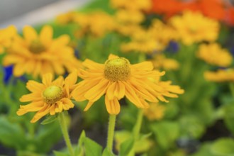 Close-up of yellow flower blossoms in the summer garden, Merano, Italy