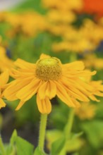 Close-up of a bright yellow flower with detailed view of the petals, Merano, Italy