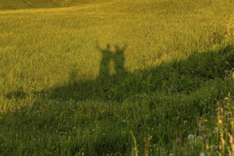 Shadow of people on a flowering meadow in the sunshine, Alpe di Siusi, Dolomites, South Tyrol,