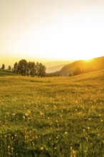 Wide meadow with trees in the background during a sunset, Alpe di Siusi, Dolomites, South Tyrol,