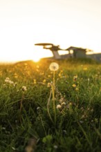 Dandelion in a meadow in the warm light of the sunset with blurred background, Alpe di Siusi,