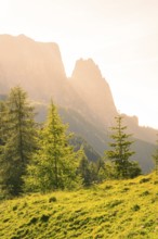 Illuminated trees in front of majestic mountains at sunrise, Alpe di Siusi, Dolomites, South Tyrol,