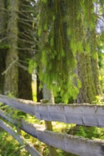 Hanging branches over an old fence in the forest, Alpe di Siusi, Dolomites, South Tyrol, Italy