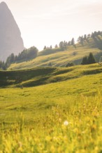 Sunlit green hills with scattered trees and a warm, summery light, Alpe di Siusi, Dolomites, South