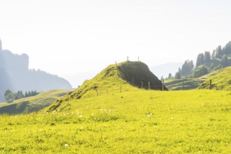 Gentle green hills under bright sunshine with scattered trees, Alpe di Siusi, Dolomites, South