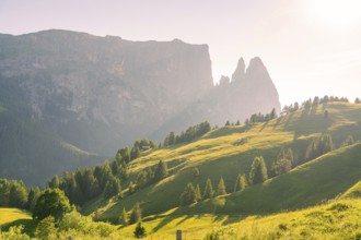 Sunlit hills and trees against an imposing mountain backdrop under a clear sky, Alpe di Siusi,