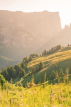A sunlit mountain slope with green hills and trees in summer, Alpe di Siusi, Dolomites, South