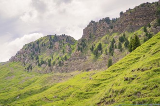 Rocky hills with pine trees in a green landscape in cloudy weather, Alpe di Siusi, Dolomites, South