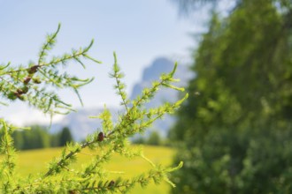 Close-up of green branches in front of a sunny blue background, Alpe di Siusi, Dolomites, South