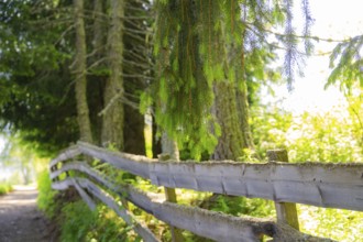 A wooden fence along a forest path in the sunlight, Alpe di Siusi, Dolomites, South Tyrol, Italy