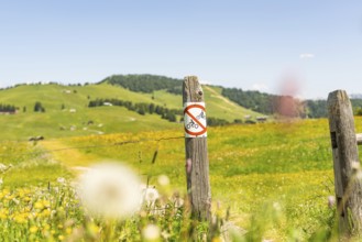 Field path with a prohibition sign surrounded by flowering meadows, Alpe di Siusi, Dolomites, South