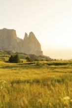 Green meadow with mountains in the background at sunset, warm light mood, Alpe di Siusi, Dolomites,