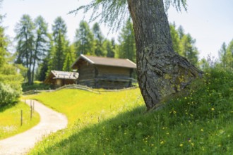 A striking tree in front of a wooden hut on a green meadow, Alpe di Siusi, Dolomites, South Tyrol,