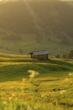 A lonely wooden hut on a green meadow in front of wooded mountains, Alpe di Siusi, Dolomites, South