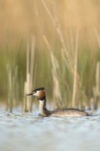Early May... Great Crested Grebe (Podiceps Scalloped ribbonfish) in splendid plumage swimming in