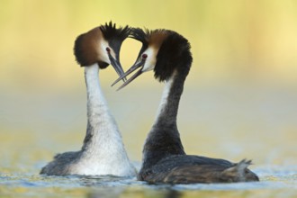 Greeting ceremony... Great Crested Grebe (Podiceps Scalloped ribbonfish), couple in courtship,
