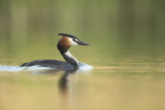 Great Crested Grebe (Podiceps Scalloped ribbonfish), adult, adult bird in spring, in splendid