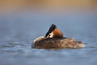 Pause... Great Crested Grebe (Podiceps Scalloped ribbonfish) resting by resting its head on its