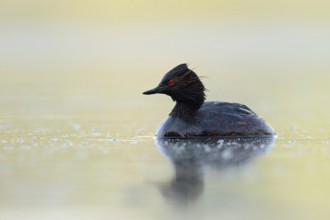 Gentle light... Black-necked Grebe (Podiceps nigricollis) in summer, native, rare water bird, still