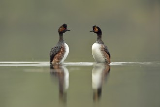 Penguin dance... Black-necked Grebe, pair, couple (Podiceps nigricollis) during courtship at the