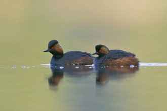 When there is no wind... Black-necked Grebe (Podiceps nigricollis), native, relatively rare water