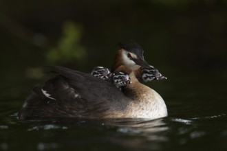 Great Crested Grebe (Podiceps Scalloped ribbonfish) carries at least three chicks on its back,