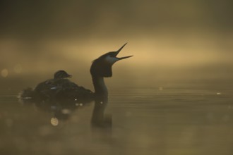 Great Crested Grebe (Podiceps Scalloped ribbonfish) with young birds on its back, opens its beak