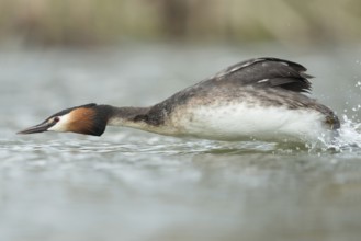 Rocketman... Great Crested Grebe (Podiceps Scalloped ribbonfish) in a hurry, attacking a potential