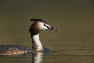 Portrait... Great Crested Grebe (Podiceps Scalloped ribbonfish), detailed close-up, beautiful and