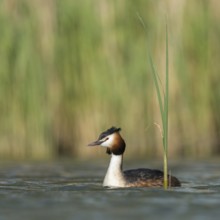 Great Crested Grebe (Podiceps Scalloped ribbonfish) in its magnificent plumage, summer plumage,