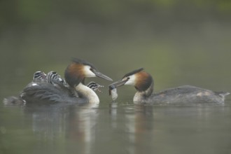 Great Crested Grebe (Podiceps Scalloped ribbonfish) carries at least four chicks on its back, which