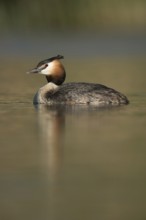 Beautiful to look at... Great Crested Grebe (Podiceps Scalloped ribbonfish), typical waterfowl