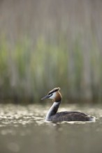 In breeding plumage, summer plumage... Great Crested Grebe (Podiceps Scalloped ribbonfish) in