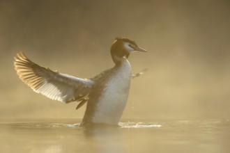 Illuminated... Great Crested Grebe (Podiceps scalloped ribbonfish) straightens up in the water,