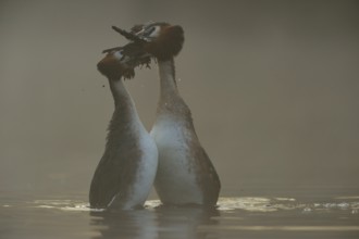 Bridal gifts... Great Crested Grebe (Podiceps Scalloped ribbonfish) in the early morning mist