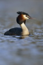 In early spring... Great Crested Grebe (Podiceps Scalloped ribbonfish) in its plumage, breeding