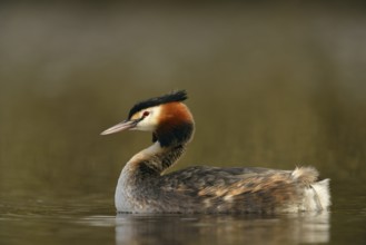 A beautiful bird... Great Crested Grebe (Podiceps Scalloped ribbonfish), typical and well-known