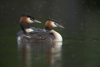 Quadruple offspring... Great crested grebe (Podiceps Scalloped ribbonfish), great crested grebe