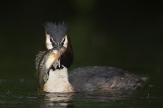 Fat prey... Great Crested Grebe (Podiceps Scalloped ribbonfish), native water bird with a large