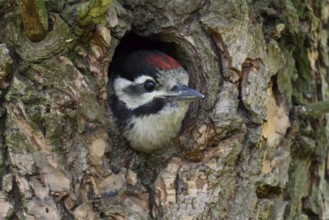 Great spotted woodpecker (Dendrocopos major), juvenile, almost fledged young bird waiting in its
