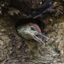 At the woodpecker hole... Green woodpecker (Picus viridis), young woodpecker looks out of its
